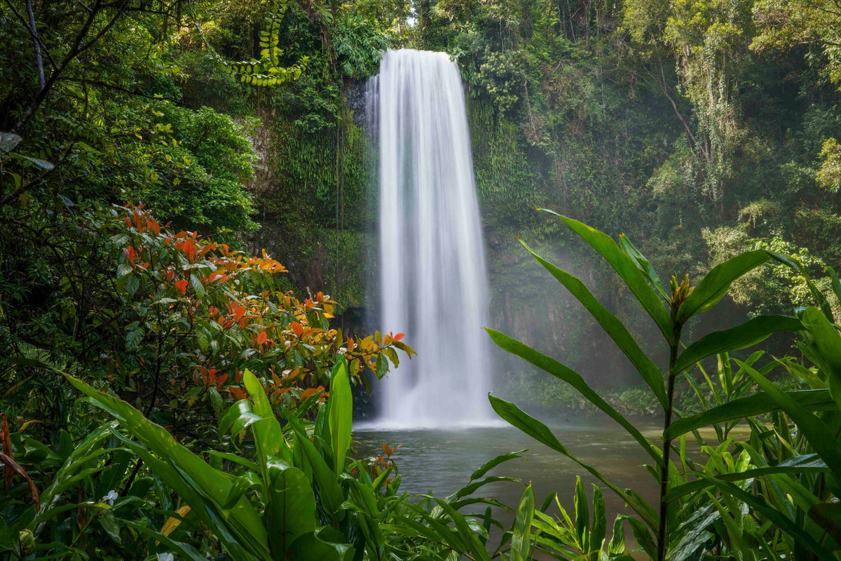 Millaa Millaa Falls dropping into its pool through tropical rainforest on the Atherton Tablelands, Queensland
