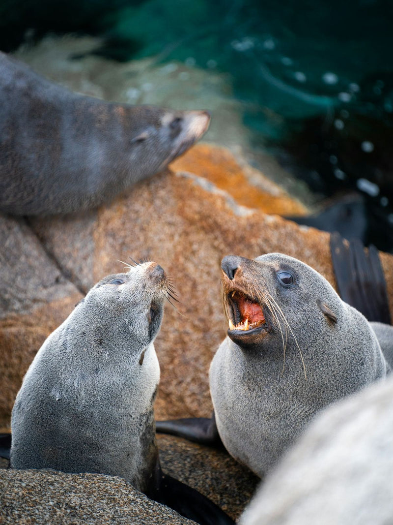 Two Australian fur seals on the rocks at Narooma, NSW, Australia