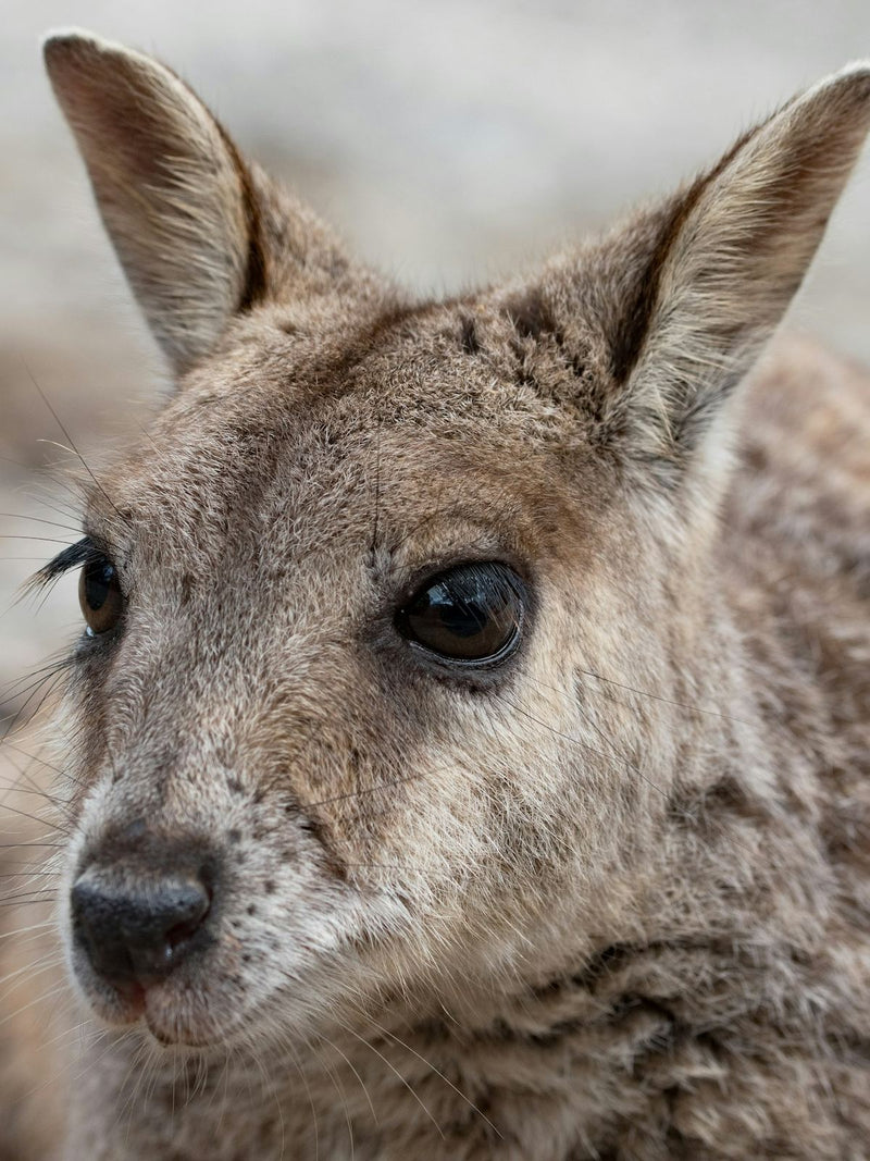 Mareeba rock-wallaby at Granite Gorge, North Queensland, Australia