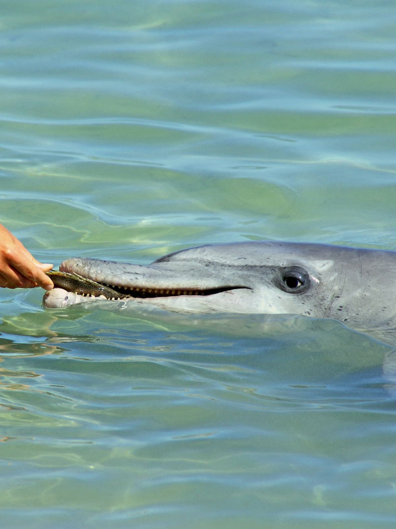 Bottlenose dolphin being hand fed in the shallows at Monkey Mia, Western Australia
